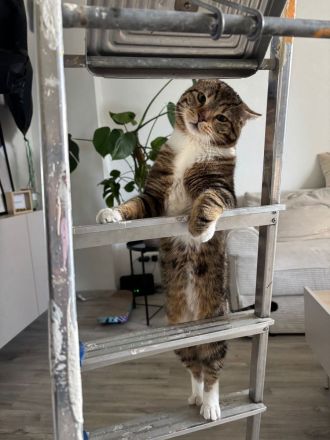 2x Brüder schweren Herzens abzugeben