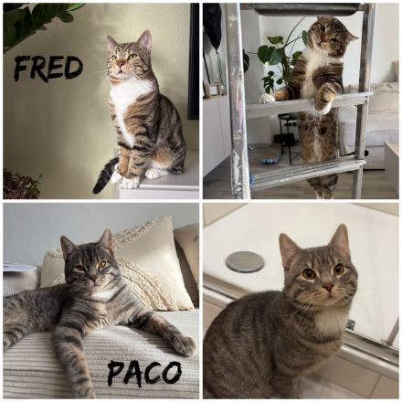 2x Brüder schweren Herzens abzugeben