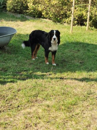 Berner Sennenhund Deckrüde