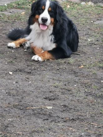 Berner Sennenhund Deckrüde