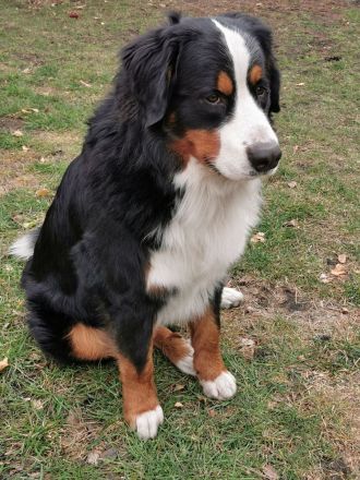 Berner Sennenhund Deckrüde