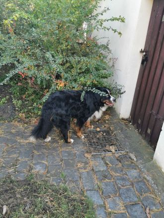 Berner Sennenhund Deckrüde