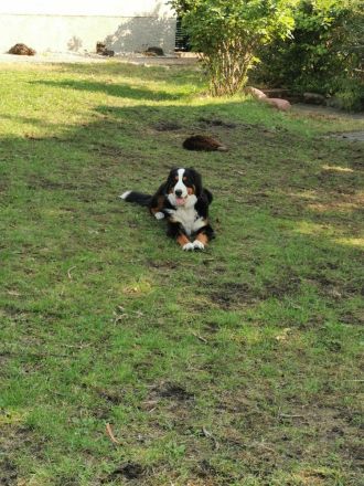 Berner Sennenhund Deckrüde