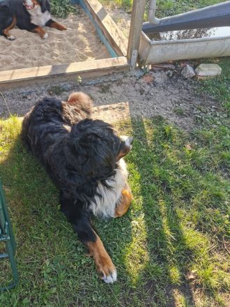 Berner Sennenhund Deckrüde