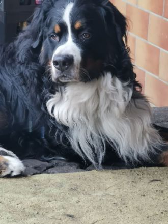 Berner Sennenhund Deckrüde