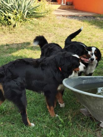 Berner Sennenhund Deckrüde
