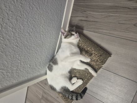 2 Katzen Weibchen