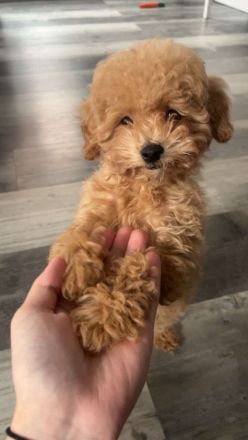 Maltipoo Pudel Malteser Mischling