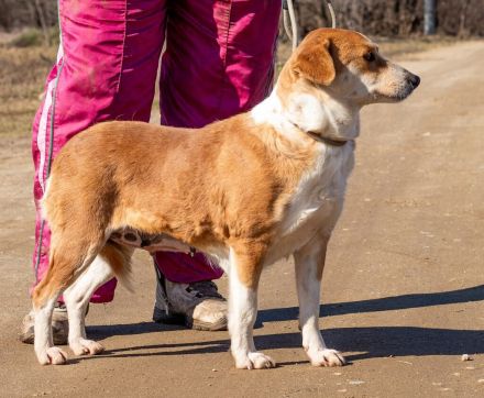Norika, passt in jede Familie