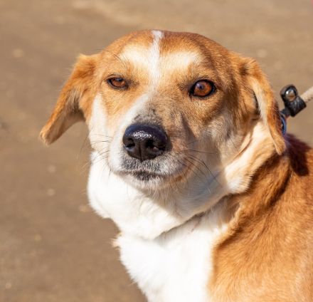 Norika, passt in jede Familie