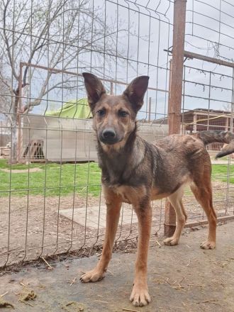 Dana, sportliche, verschmuste Junghündin möchte die Welt entdecken, 48 cm (wachsend), ca.7 Monate