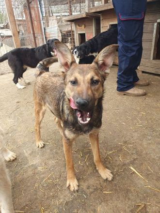 Dana, sportliche, verschmuste Junghündin möchte die Welt entdecken, 48 cm (wachsend), ca.7 Monate