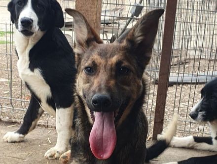 Dana, sportliche, verschmuste Junghündin möchte die Welt entdecken, 48 cm (wachsend), ca.7 Monate