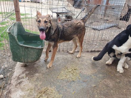 Dana, sportliche, verschmuste Junghündin möchte die Welt entdecken, 48 cm (wachsend), ca.7 Monate