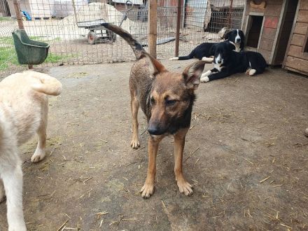 Dana, sportliche, verschmuste Junghündin möchte die Welt entdecken, 48 cm (wachsend), ca.7 Monate