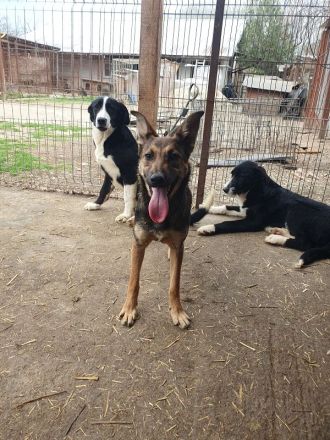 Dana, sportliche, verschmuste Junghündin möchte die Welt entdecken, 48 cm (wachsend), ca.7 Monate