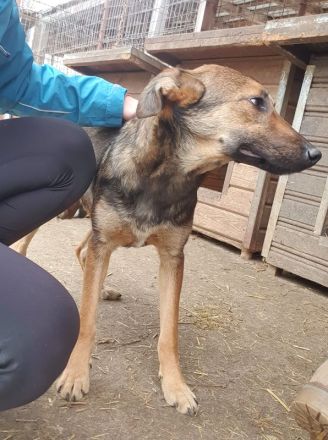 Dana, sportliche, verschmuste Junghündin möchte die Welt entdecken, 48 cm (wachsend), ca.7 Monate