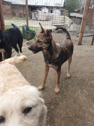 Dana, sportliche, verschmuste Junghündin möchte die Welt entdecken, 48 cm (wachsend), ca.7 Monate