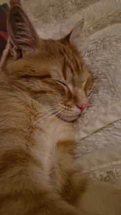 Wunderschöne Kater suchen Kuschelplatz