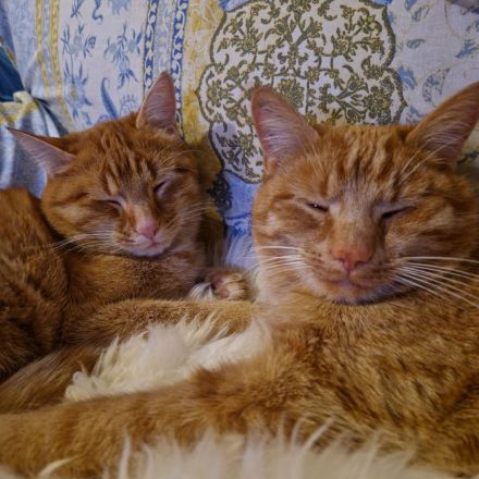 Wunderschöne Kater suchen Kuschelplatz