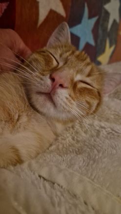 Wunderschöne Kater suchen Kuschelplatz