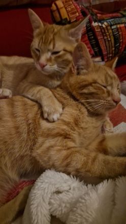 Wunderschöne Kater suchen Kuschelplatz