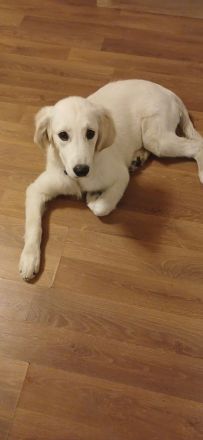 Labrador Retriever welpe