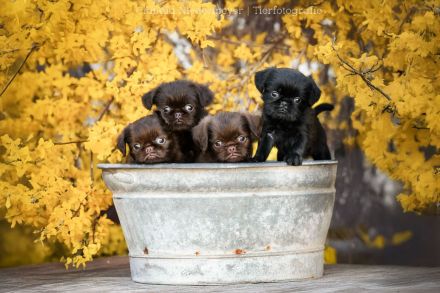 Zwerggriffon Welpen mit Ahnentafel