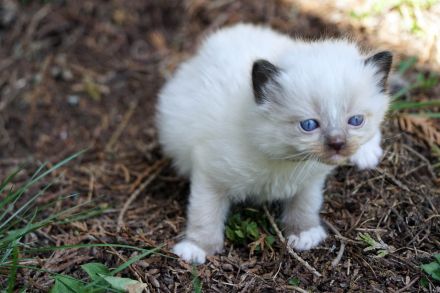 Wir haben wieder Ragdollkitten mit Stammbaum