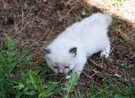 Wir haben wieder Ragdollkitten mit Stammbaum