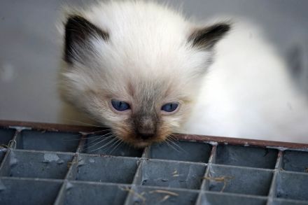 Wir haben wieder Ragdollkitten mit Stammbaum