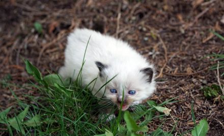 Wir haben wieder Ragdollkitten mit Stammbaum