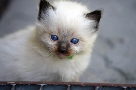 Wir haben wieder Ragdollkitten mit Stammbaum