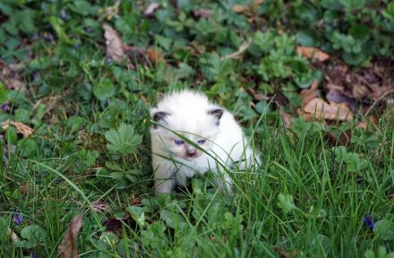 Wir haben wieder Ragdollkitten mit Stammbaum