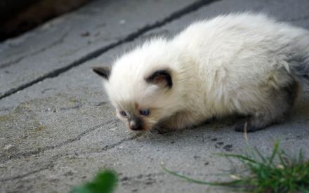 Wir haben wieder Ragdollkitten mit Stammbaum