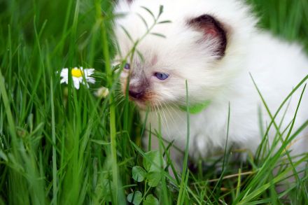 Wir haben wieder Ragdollkitten mit Stammbaum