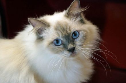 Sissi hat wieder Ragdollkitten