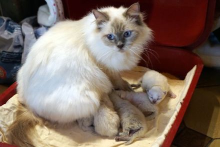 Sissi hat wieder Ragdollkitten