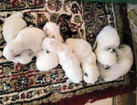 Sissi hat wieder Ragdollkitten