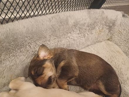 Yorkshire mischlingsbabys