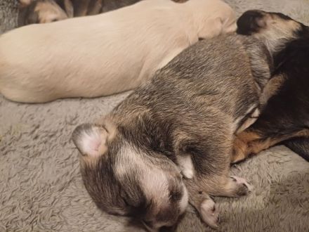 Yorkshire mischlingsbabys