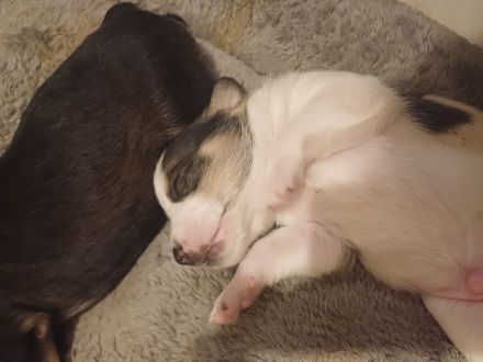 Yorkshire mischlingsbabys