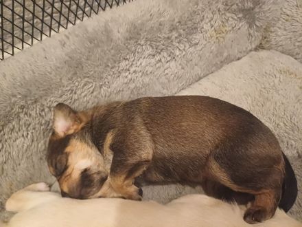 Yorkshire mischlingsbabys