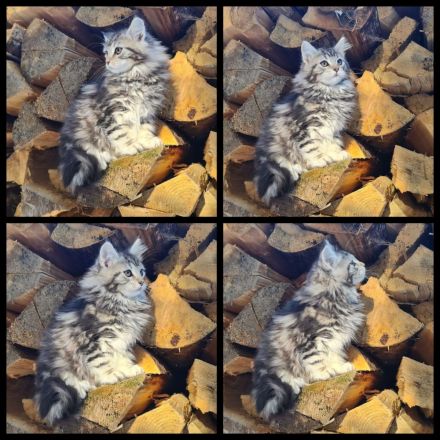 Reinrassige Maine Coon Kitten zu vergeben