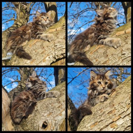 Reinrassige Maine Coon Kitten zu vergeben