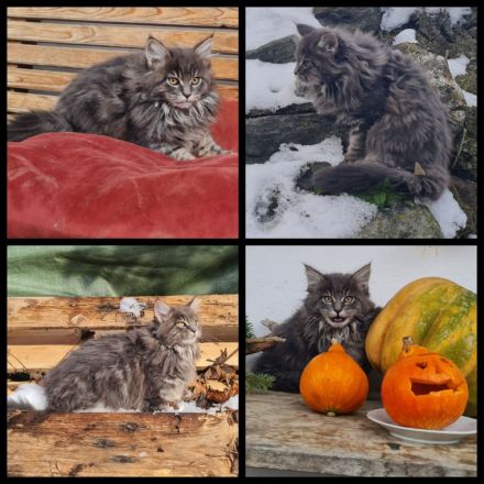 Reinrassige Maine Coon Kitten zu vergeben