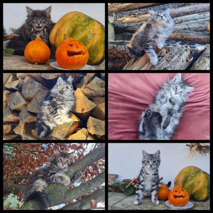 Reinrassige Maine Coon Kitten zu vergeben