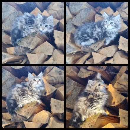 Reinrassige Maine Coon Kitten zu vergeben