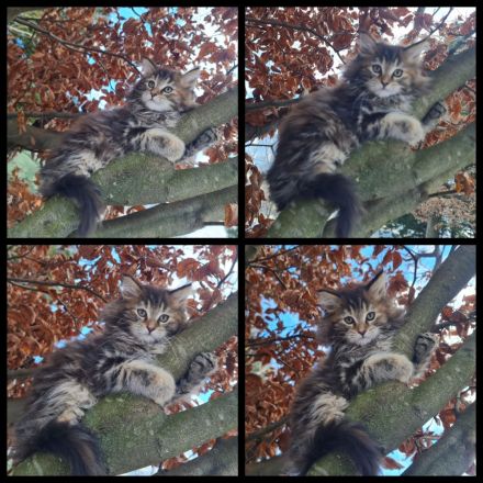 Reinrassige Maine Coon Kitten zu vergeben