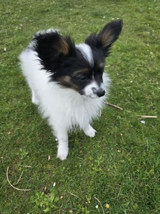 Papillon zu verkaufen